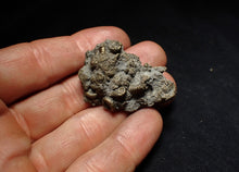 Load image into Gallery viewer, Full pyrite multi-ammonite fossil (42 mm) Crucilobiceras
