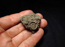 Load image into Gallery viewer, Full pyrite multi-ammonite fossil (37 mm) Crucilobiceras
