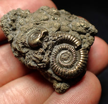 Load image into Gallery viewer, Full pyrite multi-ammonite fossil (37 mm) Crucilobiceras
