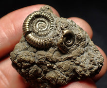 Load image into Gallery viewer, Full pyrite multi-ammonite fossil (37 mm) Crucilobiceras
