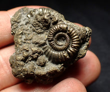 Load image into Gallery viewer, Full pyrite multi-ammonite fossil (37 mm) Crucilobiceras
