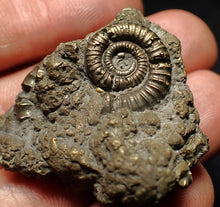 Load image into Gallery viewer, Full pyrite multi-ammonite fossil (37 mm) Crucilobiceras

