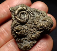 Load image into Gallery viewer, Full pyrite multi-ammonite fossil (37 mm) Crucilobiceras
