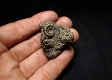 Load image into Gallery viewer, Full pyrite multi-ammonite fossil (37 mm) Crucilobiceras
