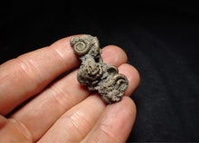 Load image into Gallery viewer, Full pyrite multi-ammonite fossil (43 mm) Crucilobiceras
