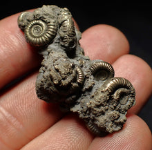 Load image into Gallery viewer, Full pyrite multi-ammonite fossil (43 mm) Crucilobiceras
