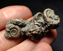 Load image into Gallery viewer, Full pyrite multi-ammonite fossil (43 mm) Crucilobiceras

