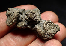 Load image into Gallery viewer, Full pyrite multi-ammonite fossil (43 mm) Crucilobiceras
