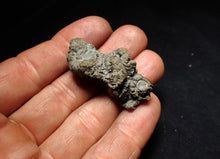 Load image into Gallery viewer, Full pyrite multi-ammonite fossil (43 mm) Crucilobiceras
