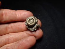 Load image into Gallery viewer, Full pyrite multi-ammonite fossil (23 mm) Crucilobiceras
