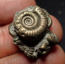 Load image into Gallery viewer, Full pyrite multi-ammonite fossil (23 mm) Crucilobiceras
