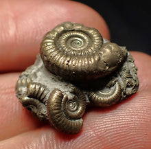 Load image into Gallery viewer, Full pyrite multi-ammonite fossil (23 mm) Crucilobiceras
