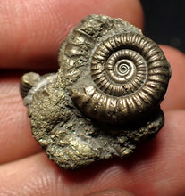 Load image into Gallery viewer, Full pyrite multi-ammonite fossil (23 mm) Crucilobiceras

