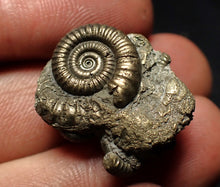 Load image into Gallery viewer, Full pyrite multi-ammonite fossil (23 mm) Crucilobiceras
