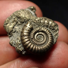 Load image into Gallery viewer, Full pyrite multi-ammonite fossil (23 mm) Crucilobiceras
