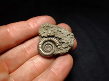 Load image into Gallery viewer, Pyrite multi-ammonite fossil (35 mm) Crucilobiceras
