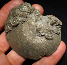 Load image into Gallery viewer, Large Oxynoticeras pyrite ammonite fossil (68mm)
