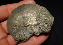 Load image into Gallery viewer, Large Oxynoticeras pyrite ammonite fossil (68mm)
