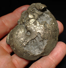 Load image into Gallery viewer, Large Oxynoticeras pyrite ammonite fossil (68mm)

