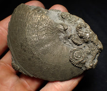 Load image into Gallery viewer, Large Oxynoticeras pyrite ammonite fossil (80mm)
