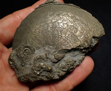Load image into Gallery viewer, Large Oxynoticeras pyrite ammonite fossil (80mm)
