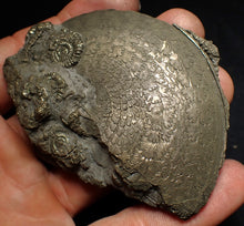 Load image into Gallery viewer, Large Oxynoticeras pyrite ammonite fossil (80mm)

