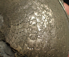 Load image into Gallery viewer, Large Oxynoticeras pyrite ammonite fossil (80mm)
