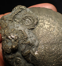 Load image into Gallery viewer, Large Oxynoticeras pyrite ammonite fossil (80mm)
