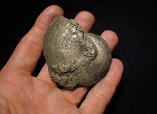 Load image into Gallery viewer, Large Oxynoticeras pyrite ammonite fossil (66mm)
