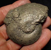 Load image into Gallery viewer, Large Oxynoticeras pyrite ammonite fossil (66mm)
