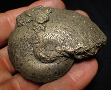 Load image into Gallery viewer, Large Oxynoticeras pyrite ammonite fossil (66mm)
