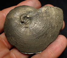 Load image into Gallery viewer, Large Oxynoticeras pyrite ammonite fossil (66mm)
