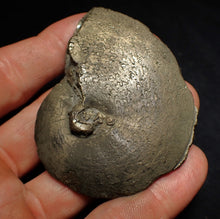 Load image into Gallery viewer, Large Oxynoticeras pyrite ammonite fossil (66mm)
