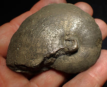 Load image into Gallery viewer, Large Oxynoticeras pyrite ammonite fossil (66mm)
