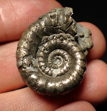 Load image into Gallery viewer, Pyrite Eoderoceras bispinigerum ammonite fossil (30 mm)
