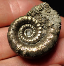 Load image into Gallery viewer, Pyrite Eoderoceras bispinigerum ammonite fossil (30 mm)
