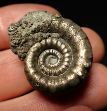 Load image into Gallery viewer, Pyrite Eoderoceras bispinigerum ammonite fossil (30 mm)
