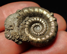 Load image into Gallery viewer, Pyrite Eoderoceras bispinigerum ammonite fossil (30 mm)
