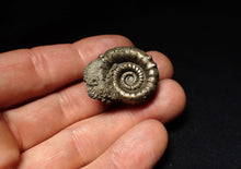 Load image into Gallery viewer, Pyrite Eoderoceras bispinigerum ammonite fossil (30 mm)
