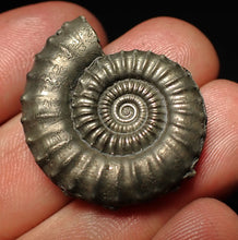Load image into Gallery viewer, Large Crucilobiceras pyrite ammonite fossil (32 mm)
