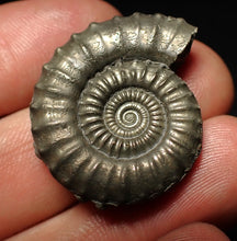 Load image into Gallery viewer, Large Crucilobiceras pyrite ammonite fossil (32 mm)
