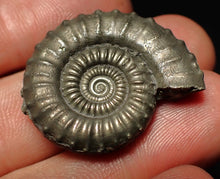 Load image into Gallery viewer, Large Crucilobiceras pyrite ammonite fossil (32 mm)
