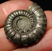 Load image into Gallery viewer, Large Crucilobiceras pyrite ammonite fossil (32 mm)
