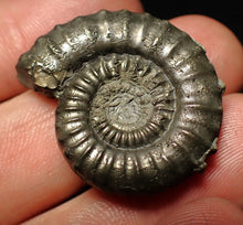 Load image into Gallery viewer, Large Crucilobiceras pyrite ammonite fossil (32 mm)
