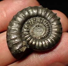 Load image into Gallery viewer, Large Crucilobiceras pyrite ammonite fossil (32 mm)
