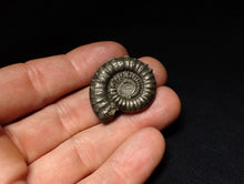 Load image into Gallery viewer, Large Crucilobiceras pyrite ammonite fossil (32 mm)
