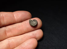 Load image into Gallery viewer, Crucilobiceras pyrite ammonite fossil (13 mm)
