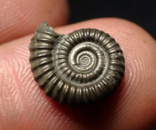 Load image into Gallery viewer, Crucilobiceras pyrite ammonite fossil (13 mm)
