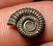 Load image into Gallery viewer, Crucilobiceras pyrite ammonite fossil (13 mm)
