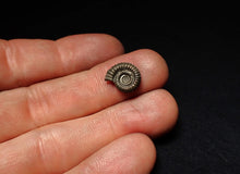 Load image into Gallery viewer, Crucilobiceras pyrite ammonite fossil (13 mm)
